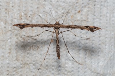 Amblyptilia acanthadactyla (pernatuška různožravá)