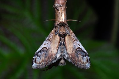 Notodonta ziczac (hřbetozubec vrbový)