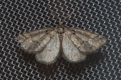 Tephronia sepiaria (tmavoskvrnáč žlutohnědý)