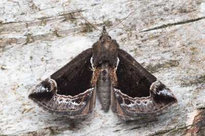 Hypena crassalis (zobonosec borůvkový)