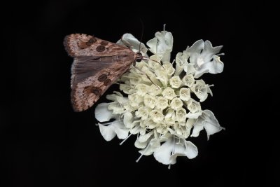 Nomophila noctuella (zavíječ stěhovavý)