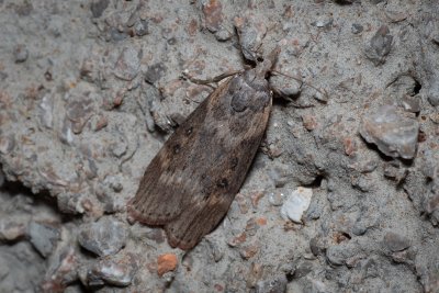 Lamoria anella (-)