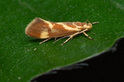 Metalampra cinnamomea (-)