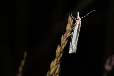 Crambus pascuella (-)
