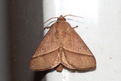 Setothosea asigna (-)