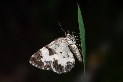 Spargania luctuata (píďalka vrbovková), PP Pohoří na Šumavě