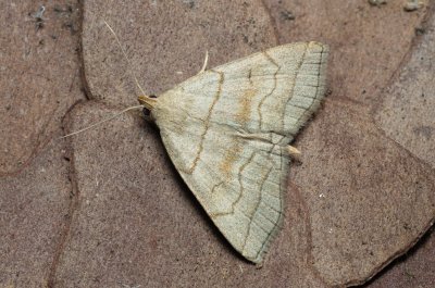 Herminia tarsicrinalis (žlutavka vějířová)