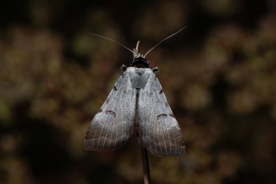 Lygephila craccae (hnědopáska vikvicová)