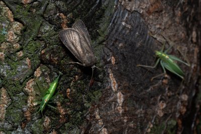 Athetis lepigone (blýskavka lesklá)