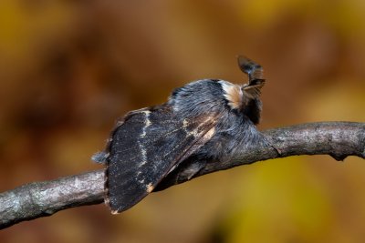 Poecilocampa populi (bourovec topolový)
