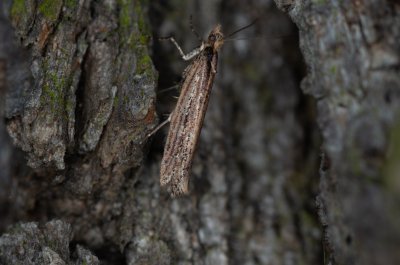 Ypsolopha ustella (-)