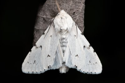 Acronicta leporina (šípověnka vrbová)