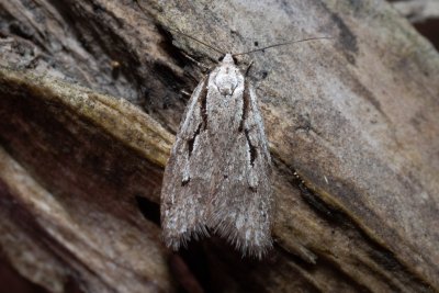 Semioscopis avellanella (plochuška lísková)