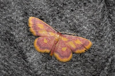 Idaea muricata (žlutokřídlec rudoskvrnný)