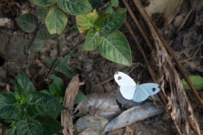 Leptosia nina (-)