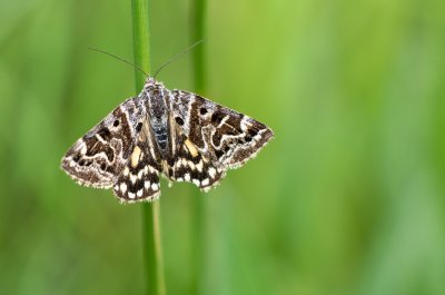 Euclidia mi (jetelovka menší)