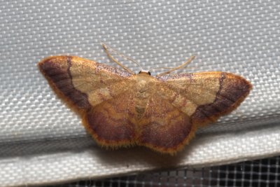 Idaea ostrinaria (-)
