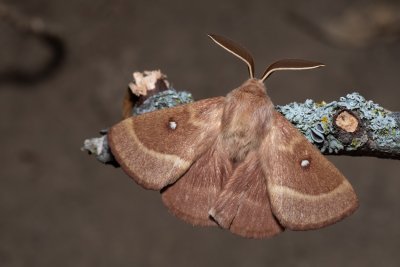 Lasiocampa trifolii (bourovec jetelový)