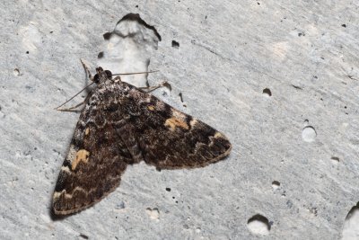 Idia calvaria (můřička žlutoskvrnná)