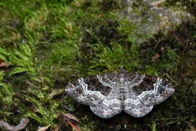 Epirrhoe alternata (píďalka obecná)