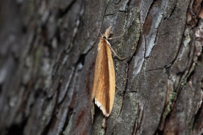 Donacaula mucronella (travařík lemovaný)