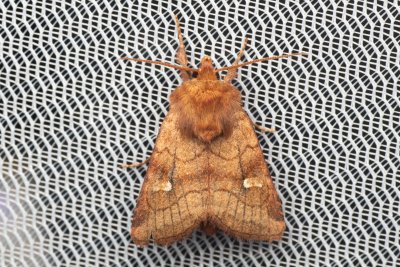 Eriopygodes imbecilla (můra podivná)