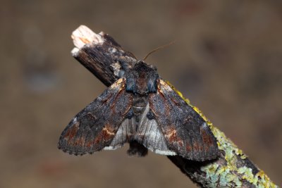 Notodonta dromedarius (hřbetozubec březový)