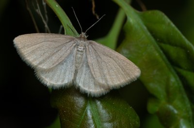 Minoa murinata (šedokřídlec pryšcový)