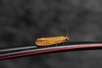Lathronympha strigana (obaleč třezalkový)