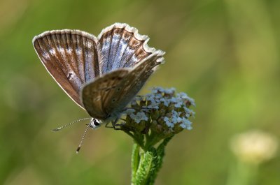 modrásek hnědoskvrnný