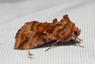 Autographa jota (kovolesklec hluchavkový)
