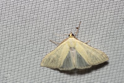 Sitochroa palealis (zavíječ zelenavý)