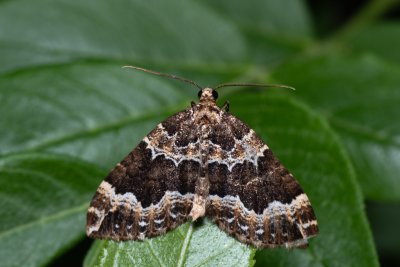 Lampropteryx suffumata (píďalka zakouřená)