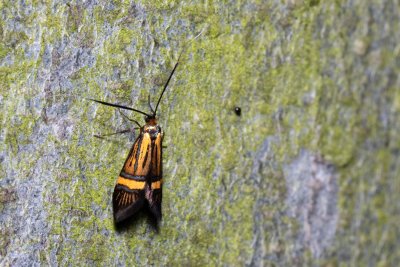 Nemophora degeerella (adéla pestrá)