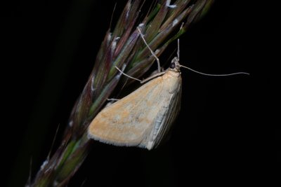 Sitochroa verticalis (zavíječ slámový)