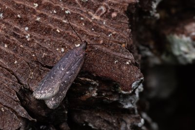 Neofaculta infernella (-)