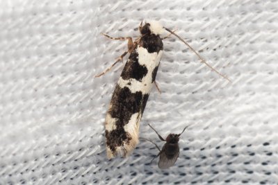 Neurothaumasia ankerella (-)