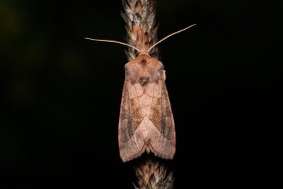 Hydraecia micacea (šedavka luční)