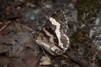 Spargania luctuata (píďalka vrbovková), PP Pohoří na Šumavě