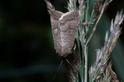 Hoplodrina ambigua (blýskavka jitrocelová)