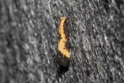 Brachmia dimidiella (-)