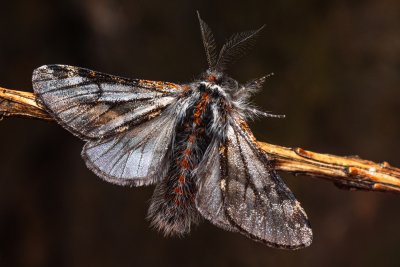 Lycia isabellae (drsnokřídlec modřínový)