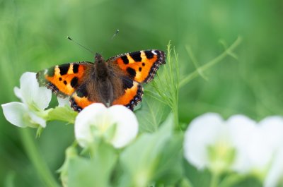babočka kopřivová