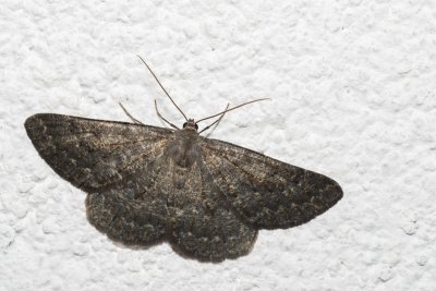 Gnophos obfuscata (-)