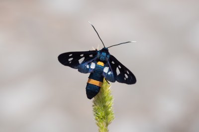 Amata marjana (-), HR, Cesarica