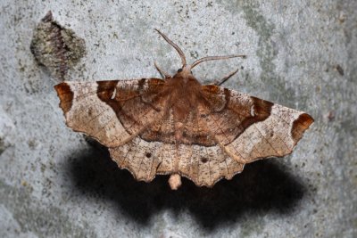 Selenia tetralunaria (zejkovec čtyřměsíčný)