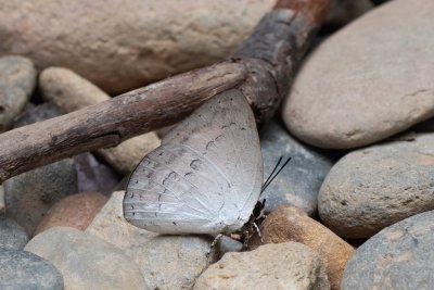 Curetis sp.