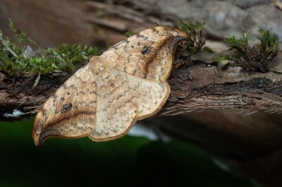 Drepana falcataria (srpokřídlec vrbový)