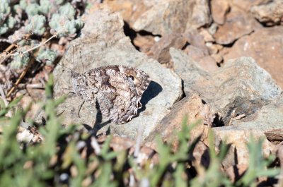 Hipparchia syriaca (-)