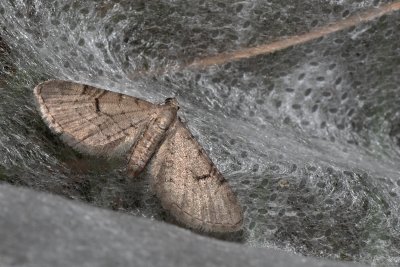 Eupithecia extraversaria (píďalička smldníková)